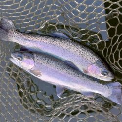 大安トラウトレイク釣果